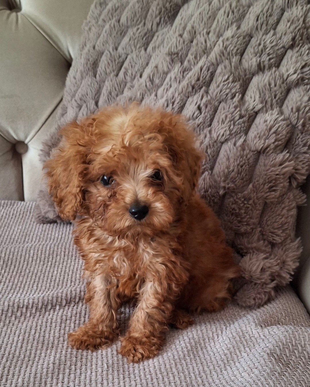 Toy poedel, Poedel, Parvo, Reu, 8 tot 15 weken