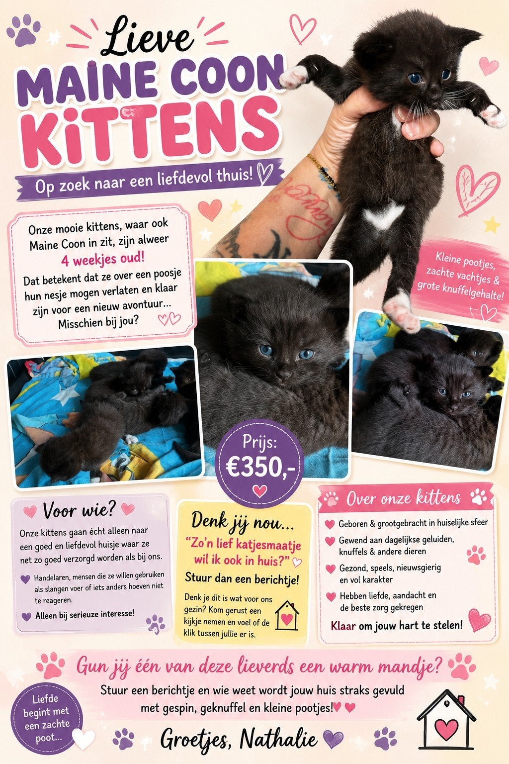 Mooie maine coon kittens te reseveren, Dieren en Toebehoren