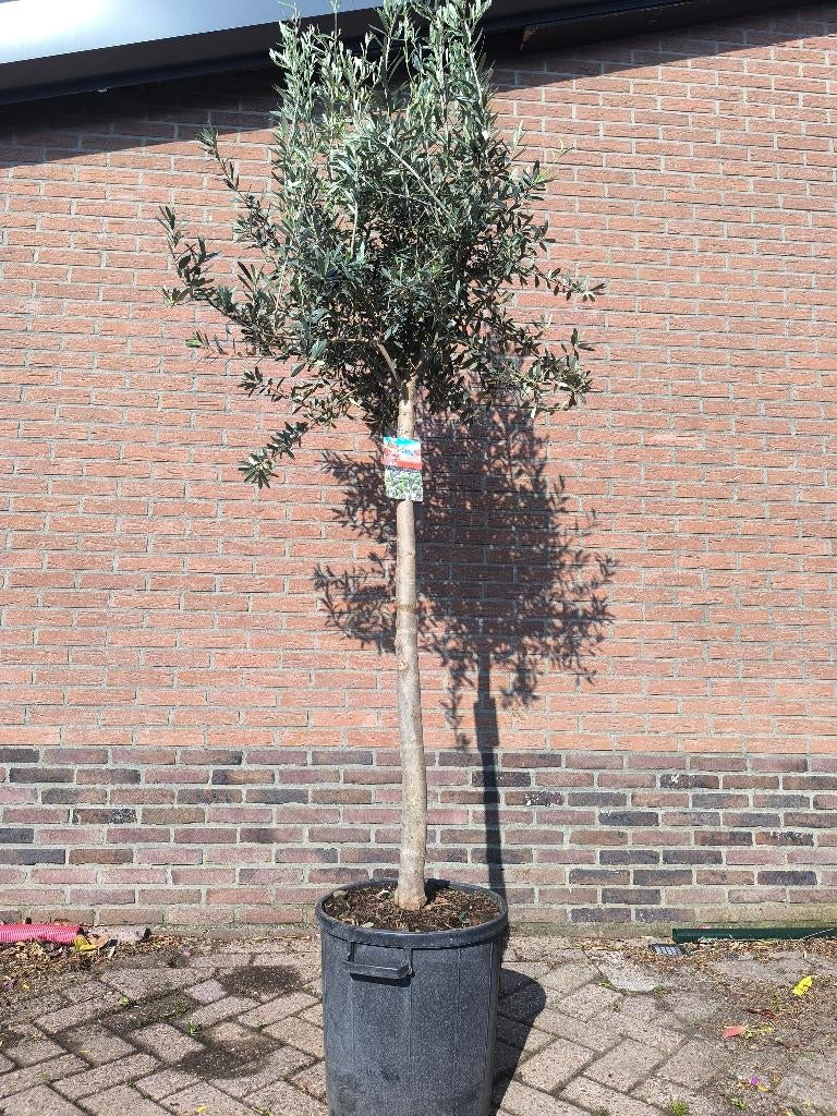 Olijfboom | Olea Europaea, 100 tot 250 cm, Olijfboom, Zomer, Ophalen