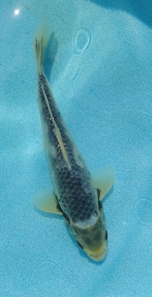 Koi 30 27cm, Karper of Koi