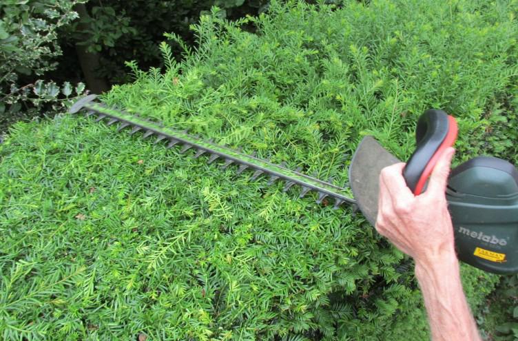 Verwijderen van onkruid en heggen snoeien met ervaring, Tuinonderhoud of Snoeiwerk