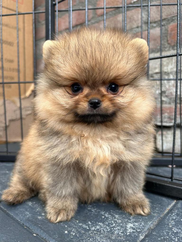 Pomeriaan pup bearface, Dieren en Toebehoren, Particulier, 15 weken tot 1 jaar, Reu, Buitenland