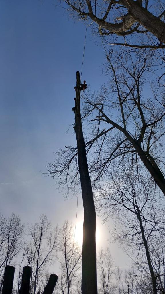 Boomverzorging regio Zuid-Limburg, Garantie, Tuinonderhoud of Snoeiwerk