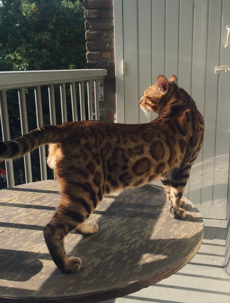 Bengaal Dekkater met Stamboom🟢🇳🇱, Dieren en Toebehoren, 3 tot 5 jaar