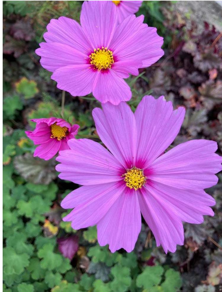 Cosmos Cosmea ‘Pinkie’ zaden, Ophalen of Verzenden, Volle zon