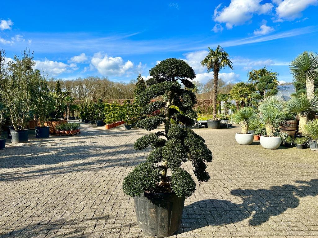 Ilex crenata 'Kinme' tuinbonsai / bonsai te koop!!, Tuin en Terras, In pot, Bloeit niet, Halfschaduw, 100 tot 250 cm
