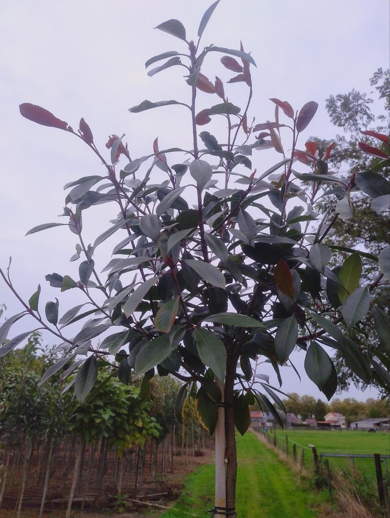 Prachtige Bolboom te koop! Photinia Red Robin| Glansmispel, Tuin en Terras, Planten | Bomen, Bloeit niet, Ophalen of Verzenden