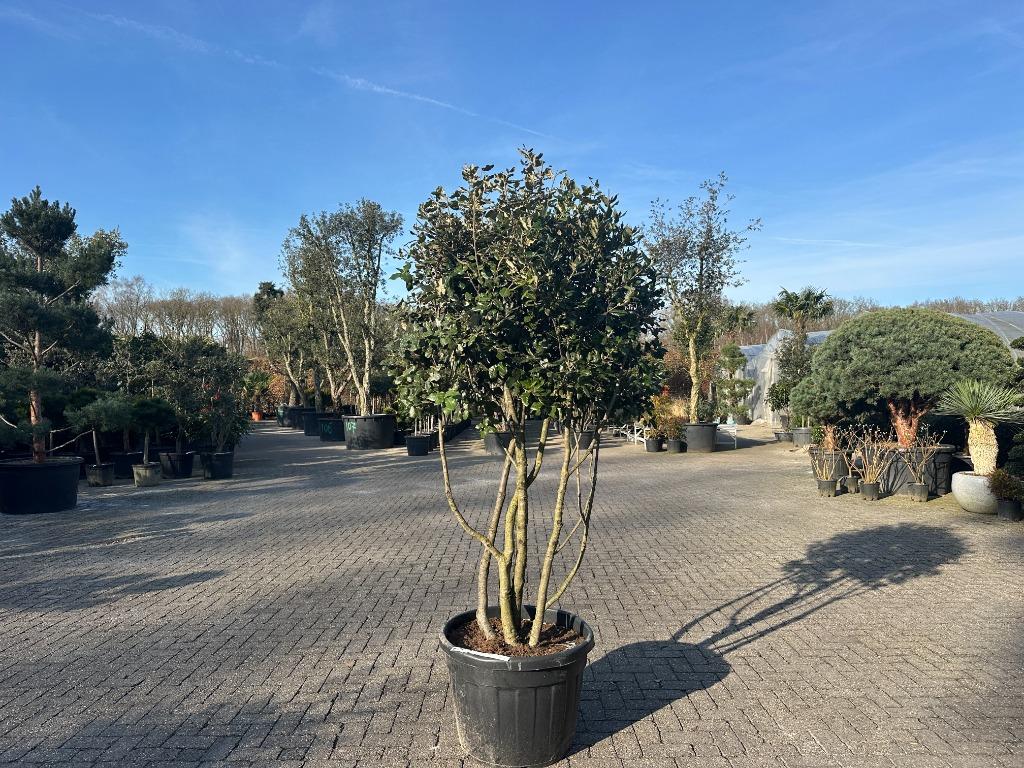 Exclusieve meerstammige steeneik ( Quercus ilex ) te koop!!!, 100 tot 250 cm, Zomer, Volle zon, In pot