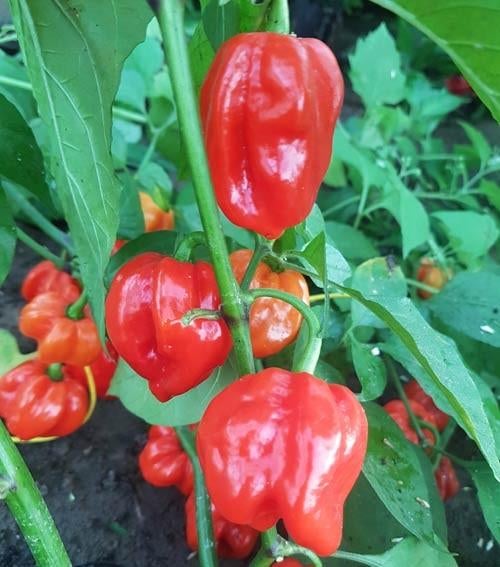 Habanero peperzaden, Verzenden, Volle zon