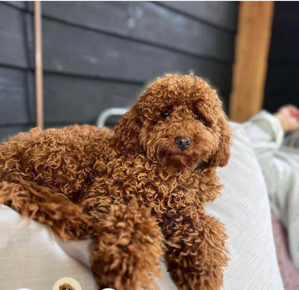 Toy / dwerg poedel dekreu, Dieren en Toebehoren, Reu, Parvo, Eén hond, 3 tot 5 jaar