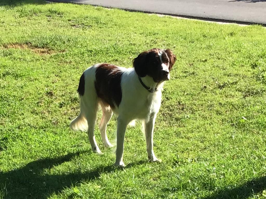 Heidewachtel dekreu Max, Dieren en Toebehoren, Reu, 1 tot 2 jaar, Parvo, Meerdere