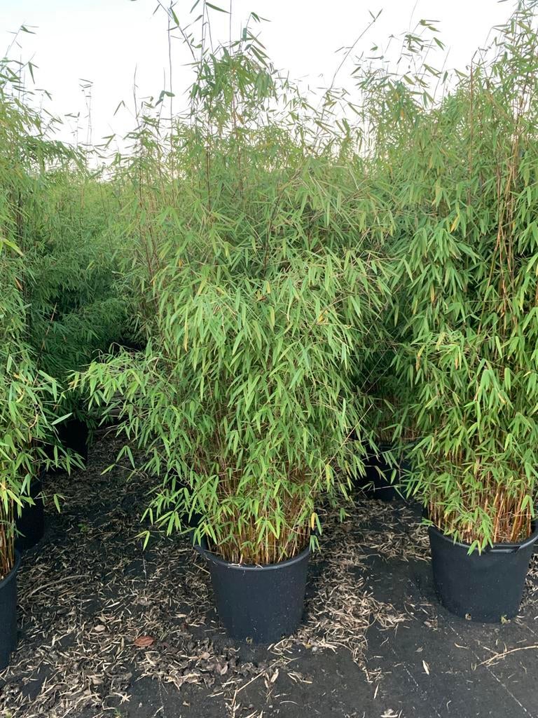 Nog t/m 25 mei leverbaar, Fargesia Winter-Joy in 30 ltr pot, Tuin en Terras, Ophalen, Vaste plant, Siergrassen, Bloeit niet