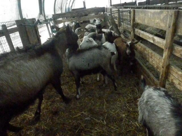 koppel (mest)bokken, Dieren en Toebehoren, Schapen, Geiten en Varkens, Mannelijk, Geit, 0 tot 2 jaar