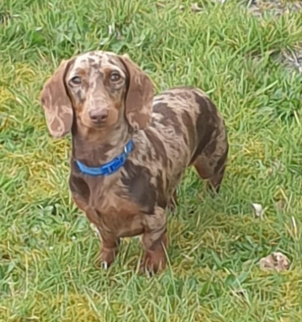 Chocotijger dwerg teckel dekreu. NIET TE KOOP, Reu, Parvo, Eén hond, 3 tot 5 jaar