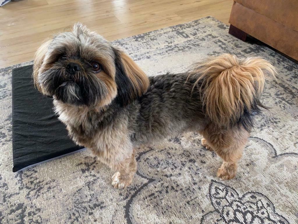 Shih tzu dekreu aangeboden (niet te koop!), 6 jaar of ouder, Reu, Eén hond, CDV (hondenziekte)