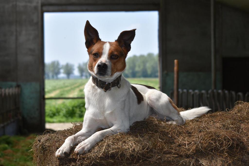 Boerenfox dekreu staat ter dekking (niet te koop), HCC (leverziekte), Reu, Eén hond, 3 tot 5 jaar