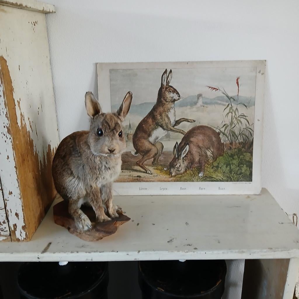 *** schoolplaat Haas - Pasen - Paashaas ***, Antiek en Kunst, Ophalen of Verzenden