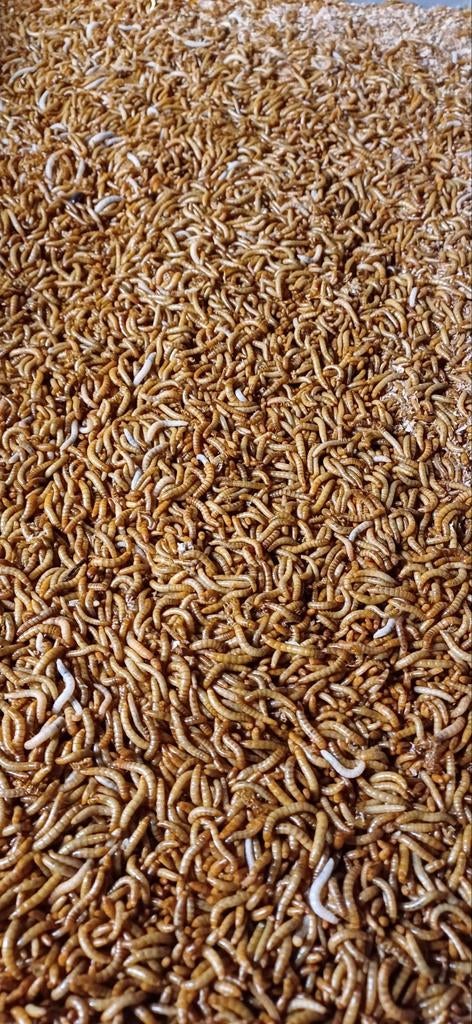 Meelwormen, Ophalen, Nieuw, Eten en Drinken