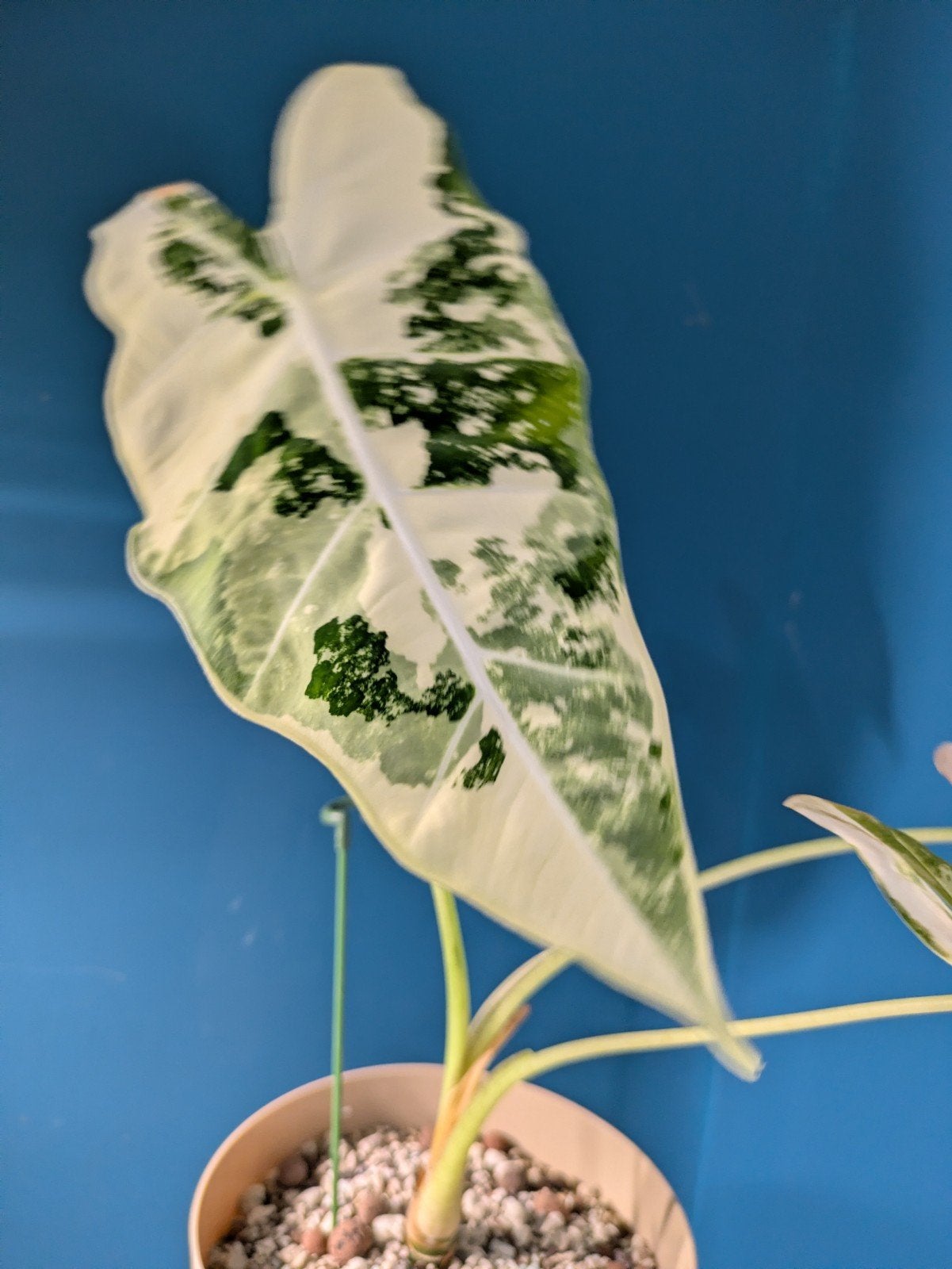Alocasia Frydek variegata plant, Ophalen of Verzenden, Halfschaduw, Minder dan 100 cm