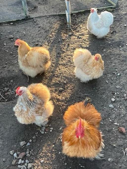 Broedeieren Cochinkriel ZIJDEVEER als een knuffel zo zacht🥰, Dieren en Toebehoren, Pluimvee, Geslacht onbekend, Kip