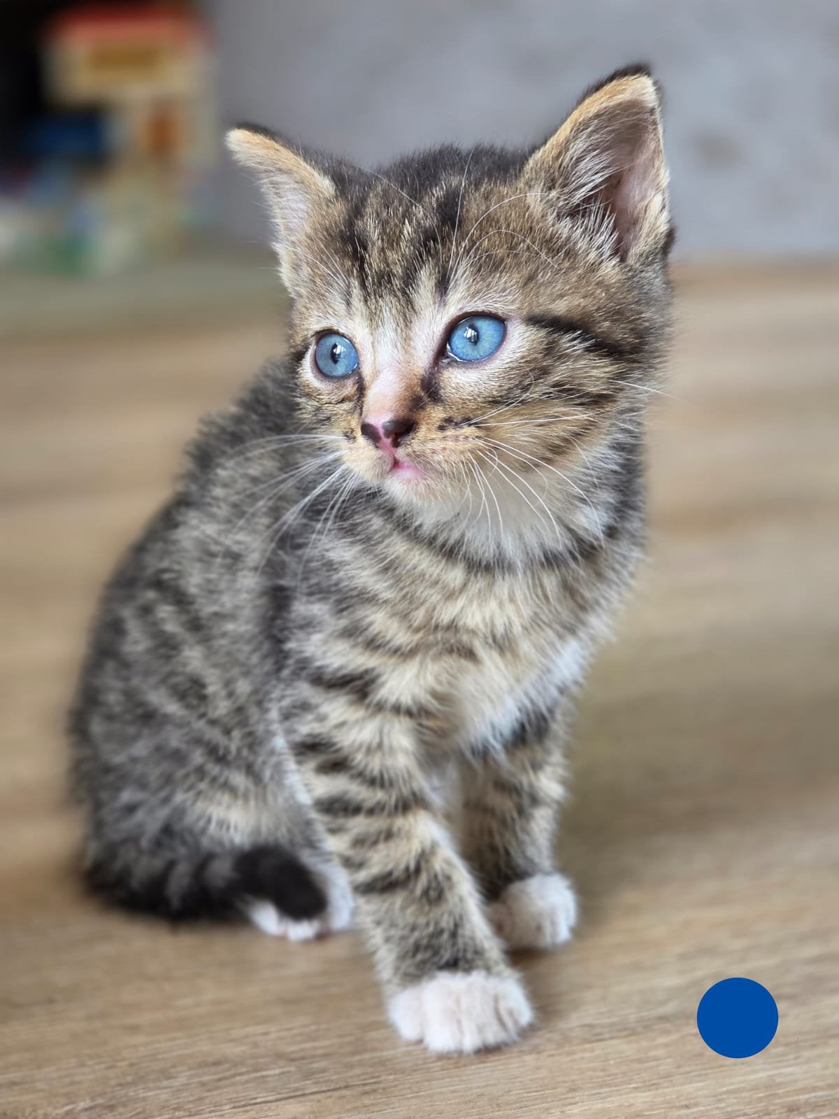 Kittens, Dieren en Toebehoren, Katten en Kittens | Overige Katten, Meerdere dieren