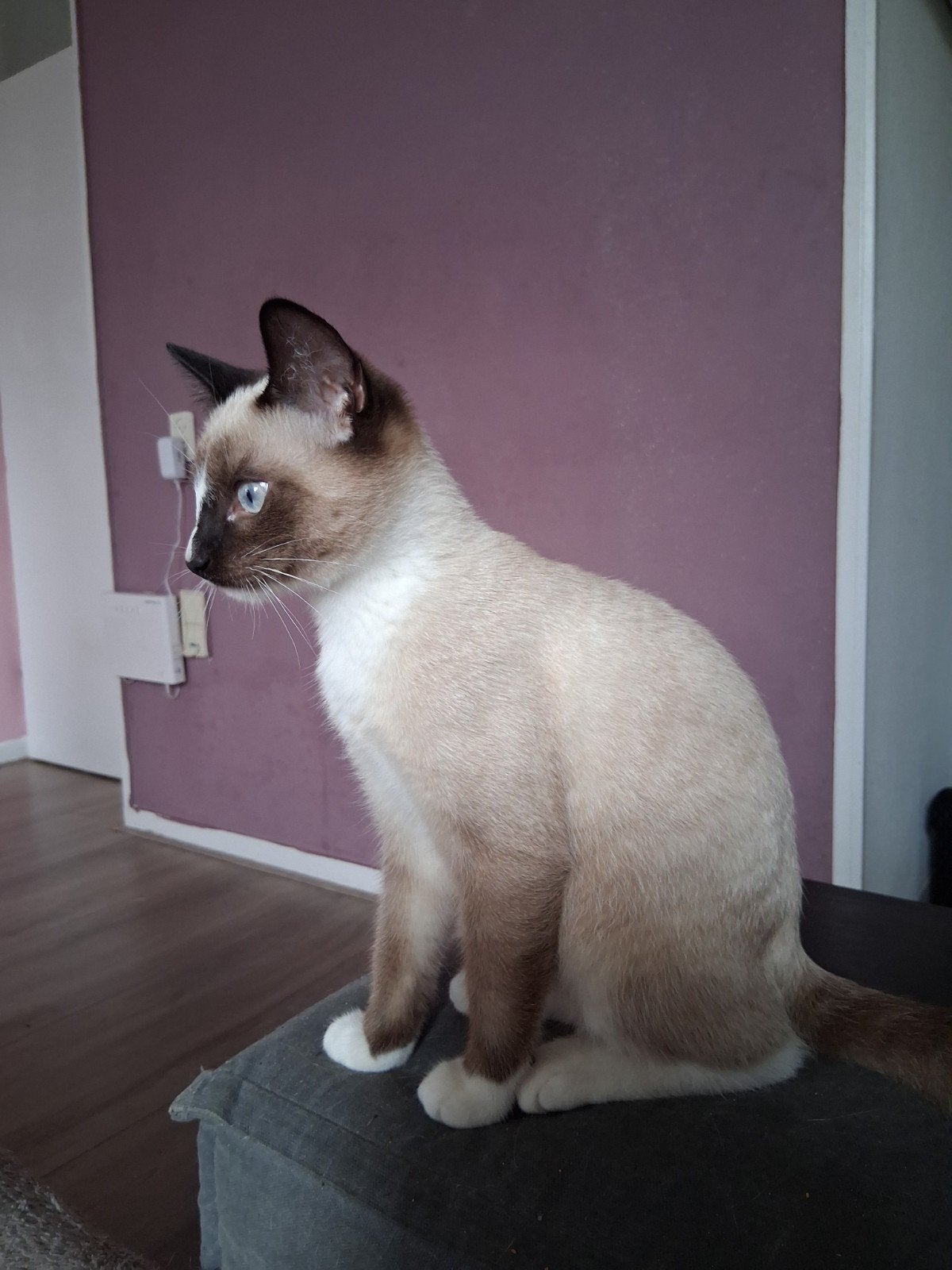 kater 18 weken oud snowshoe kruising, Dieren en Toebehoren, Kater, Gechipt, 0 tot 2 jaar