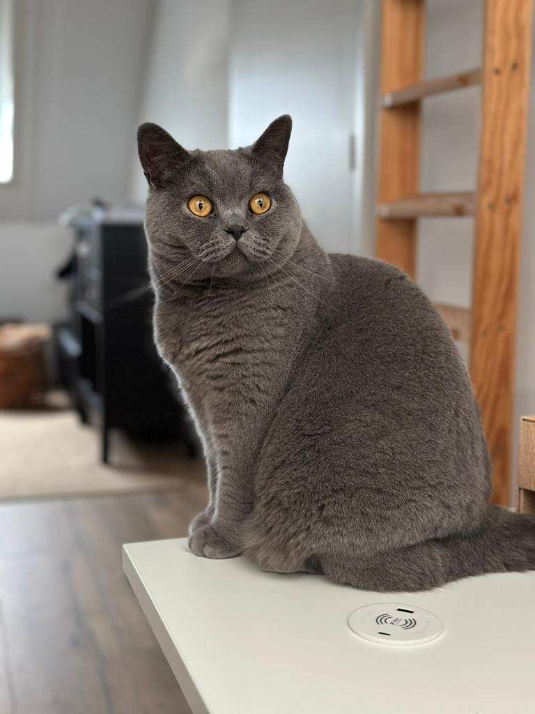 Brits korthaar Lief huisje gezocht voor lieve kater 4 jr oud, Dieren en Toebehoren, Katten en Kittens | Overige Katten, Kater