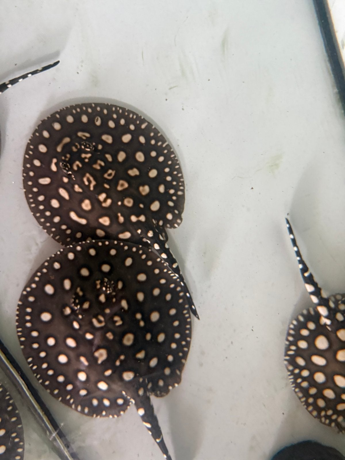 Roggen potamotrygon bl daimond x henlei koppel., Dieren en Toebehoren, Vissen | Aquariumvissen, Vis