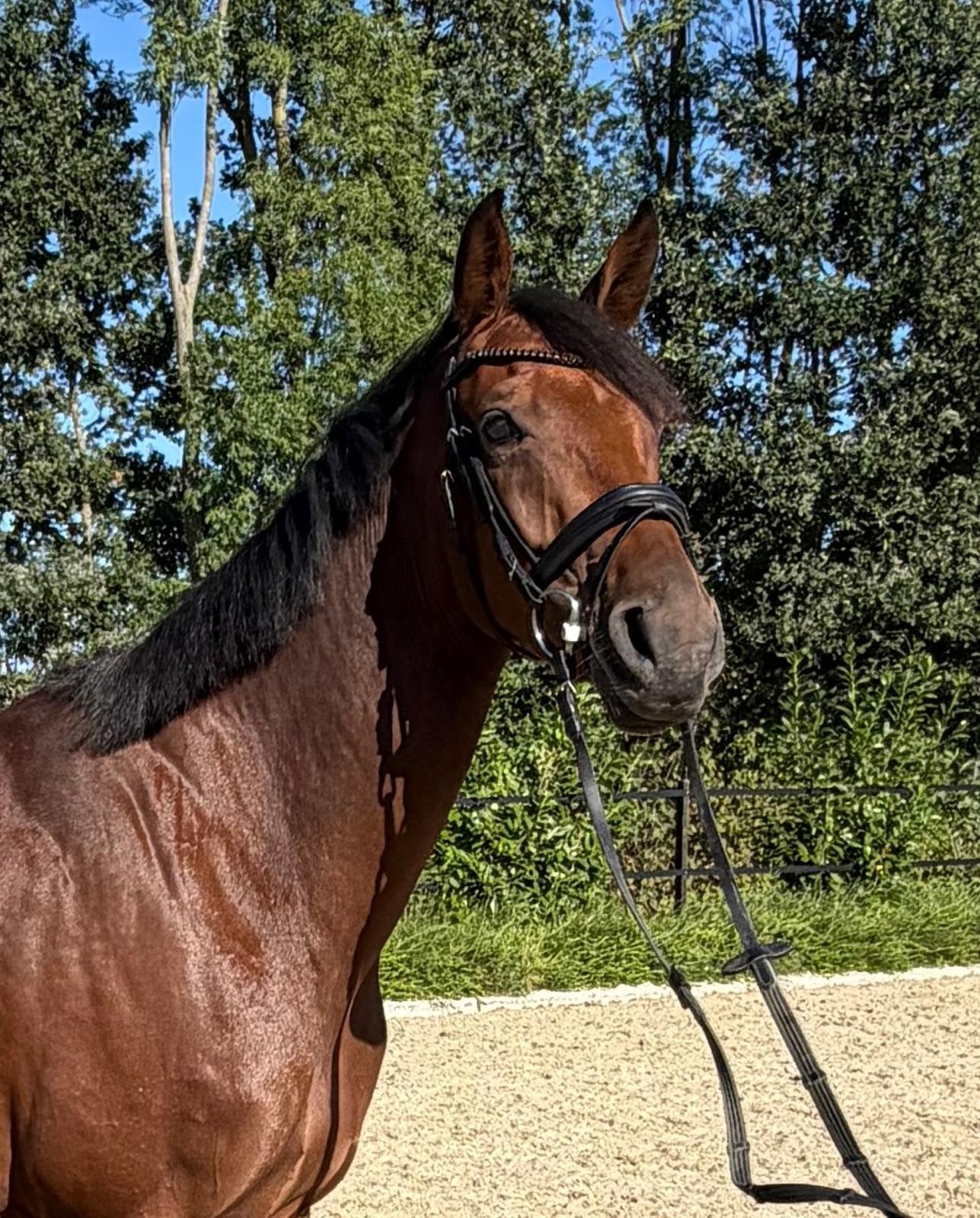 Sympathieke en talentvolle merrie te koop aangeboden., Dressuurpaard, L, Merrie, Gechipt