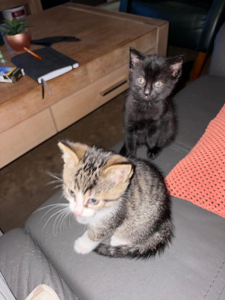 Kittens en kater(1,5 jaar gecastreert)gratis af te halen., Kater