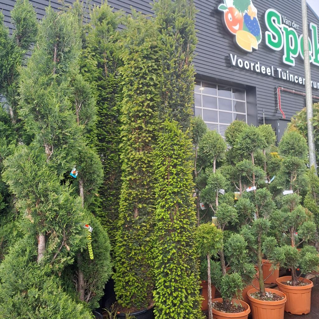 Diverse Coniferen: Bonsai, Taxus en Leylandii Wokkels, Volle zon, Vaste plant, Bloeit niet, Ophalen
