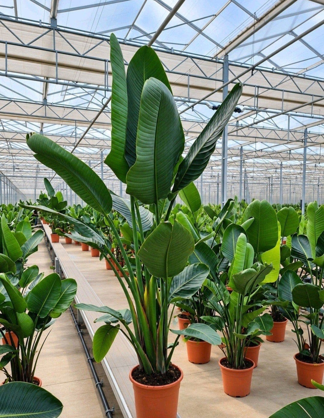 Strelitzia Augusta 2.00/2.40m - Gratis bezorging!, Ophalen, Halfschaduw