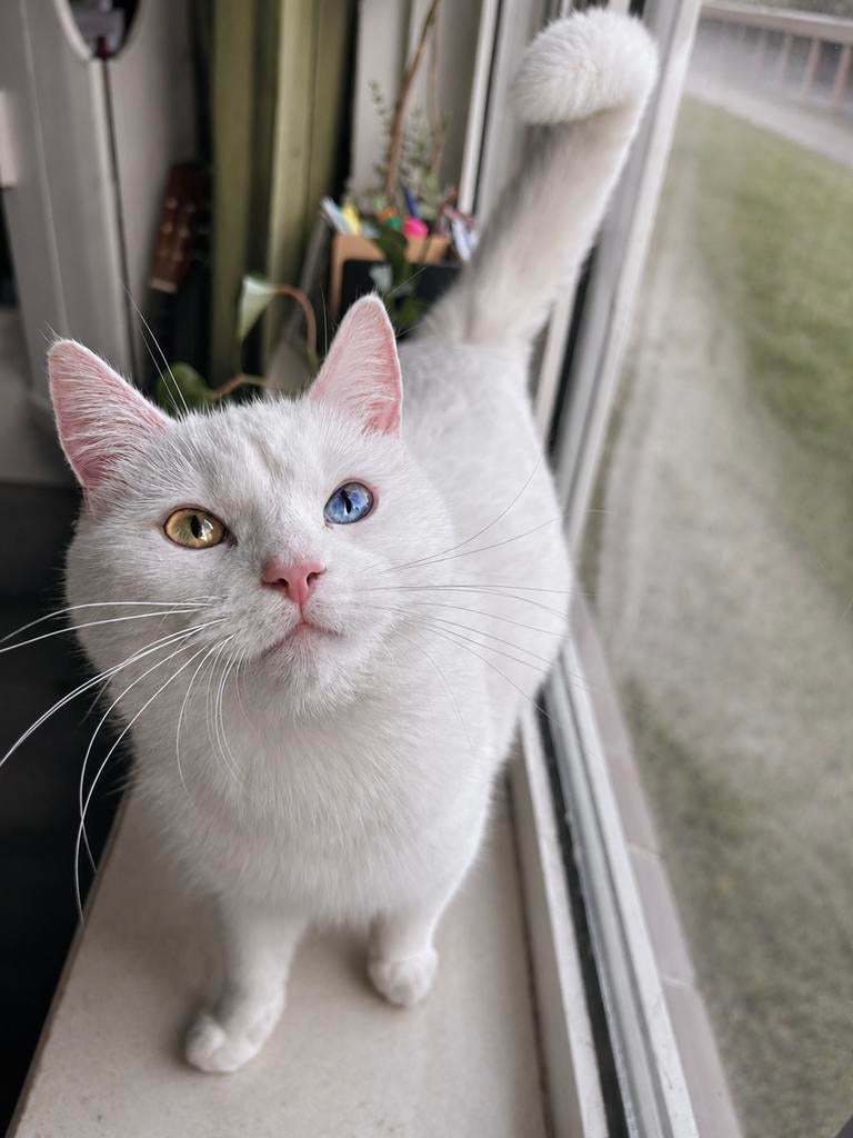 Bijzondere britskorthaar x europees korthaar kittens, 0 tot 2 jaar
