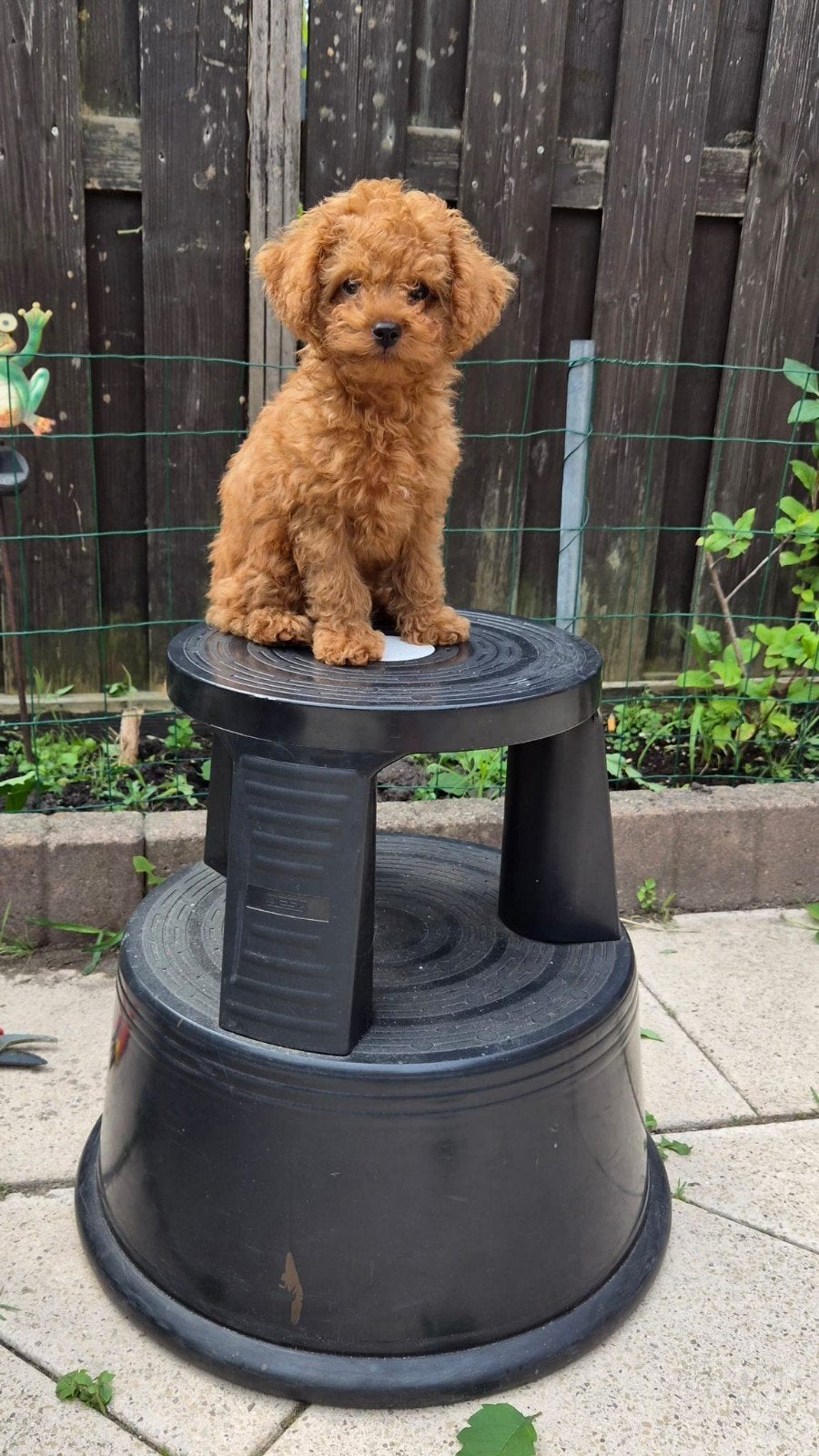 Toypoedel_baby face van 10 weken, Poedel, Reu, 8 tot 15 weken, Parvo