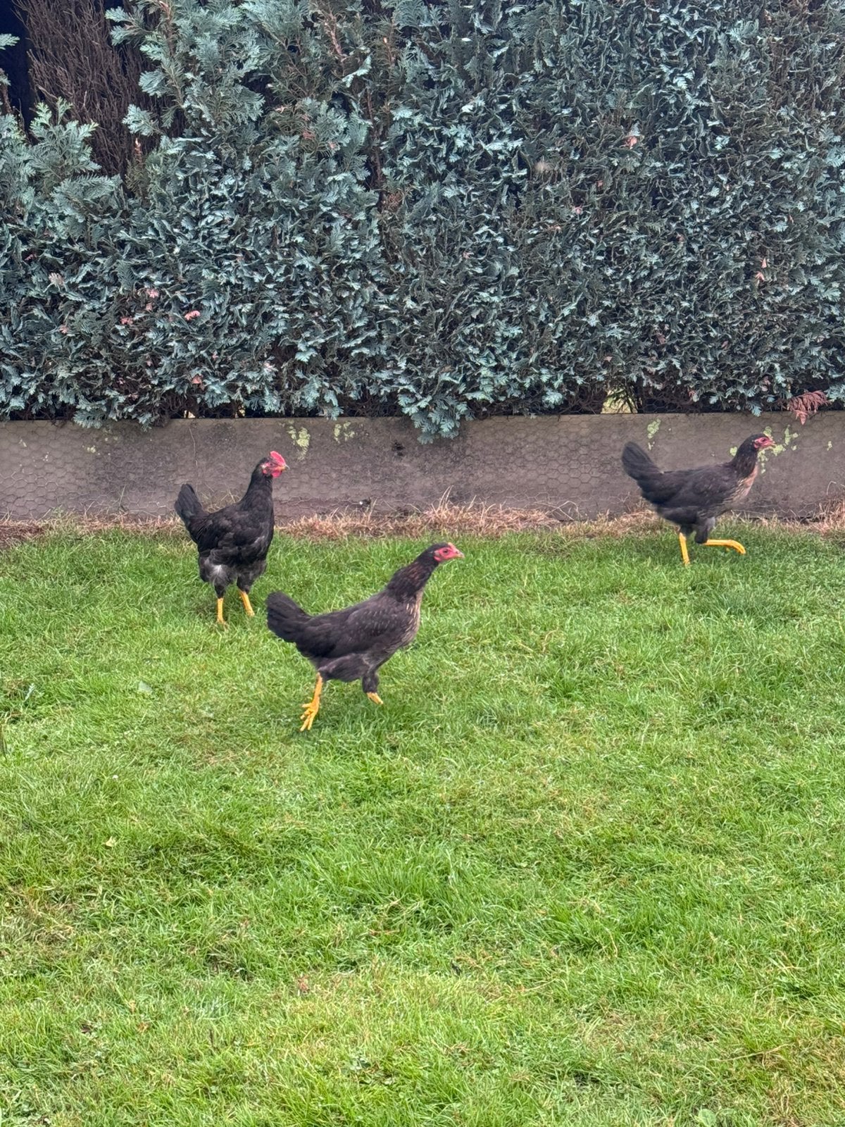 Te koop kippen en haan, Dieren en Toebehoren, Pluimvee, Meerdere dieren, Kip