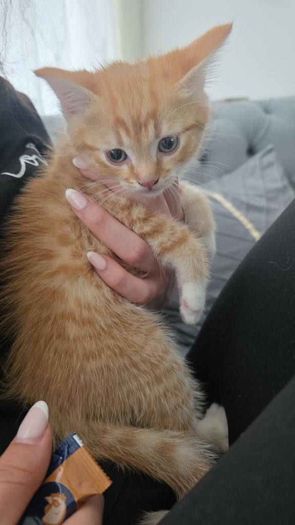 Liefe manntje te koop, 0 tot 2 jaar