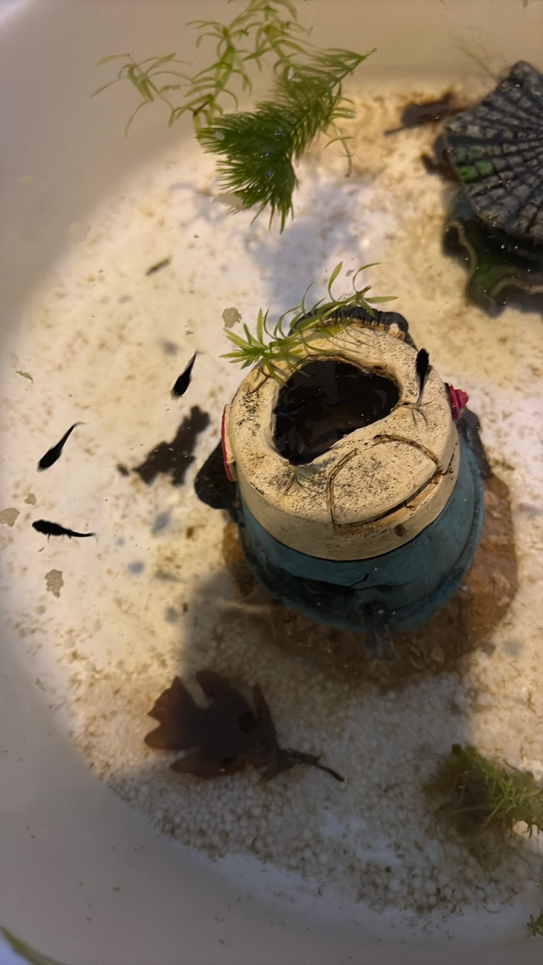 Black molly baby visjes, Dieren en Toebehoren, Vissen | Aquariumvissen, Vis