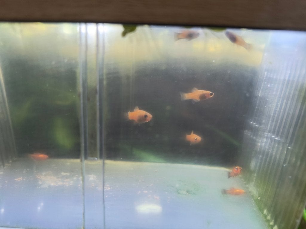 Fel oranje platy,s 0,40 p.st./ gratis planten stekjes, Vis, Zoetwatervis