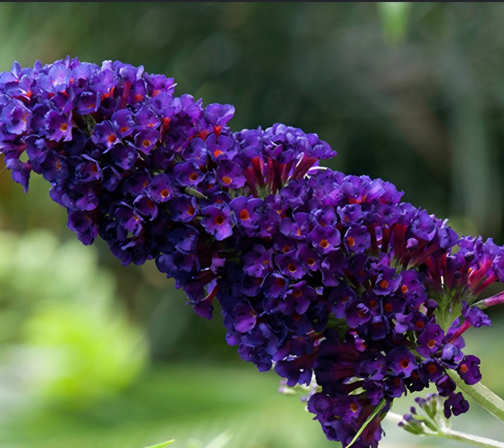 Stekjes vaste planten, Vaste plant, Halfschaduw, Zomer, Ophalen