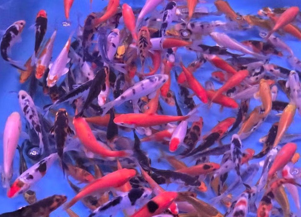 Koi 9–12 cm uit eigen kwekerij – Koidream Valburg, Karper of Koi