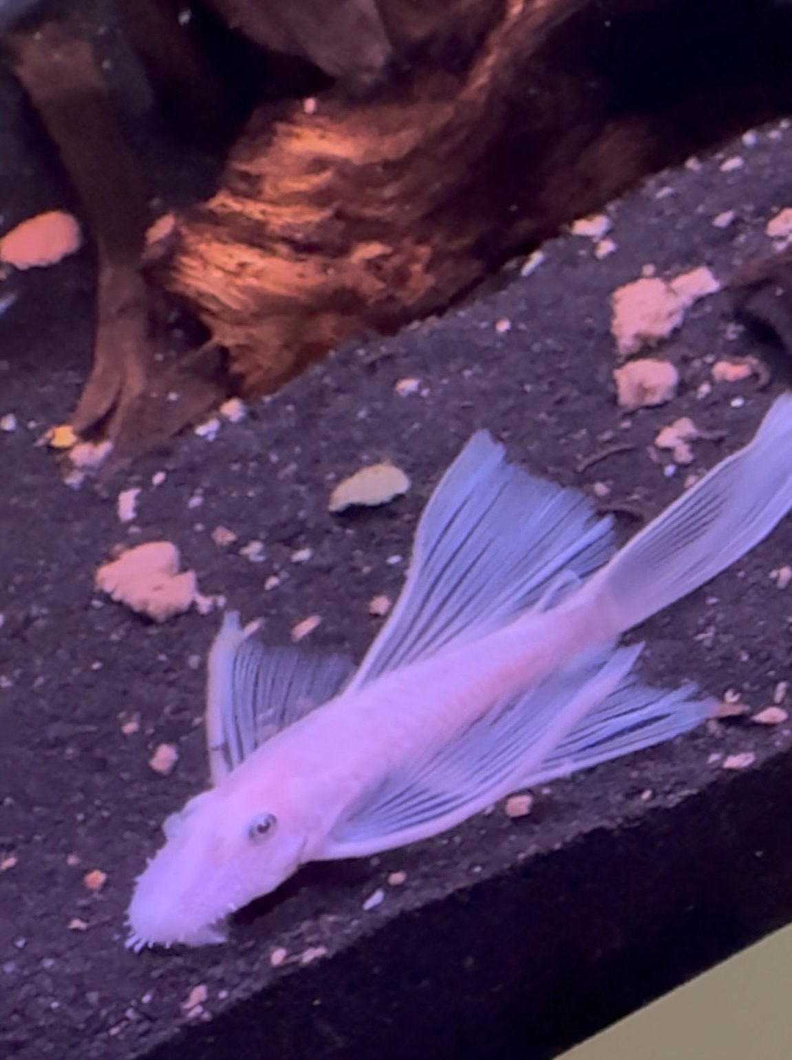 L144 Ancistrus snow white longfin, Vis, Zoetwatervis