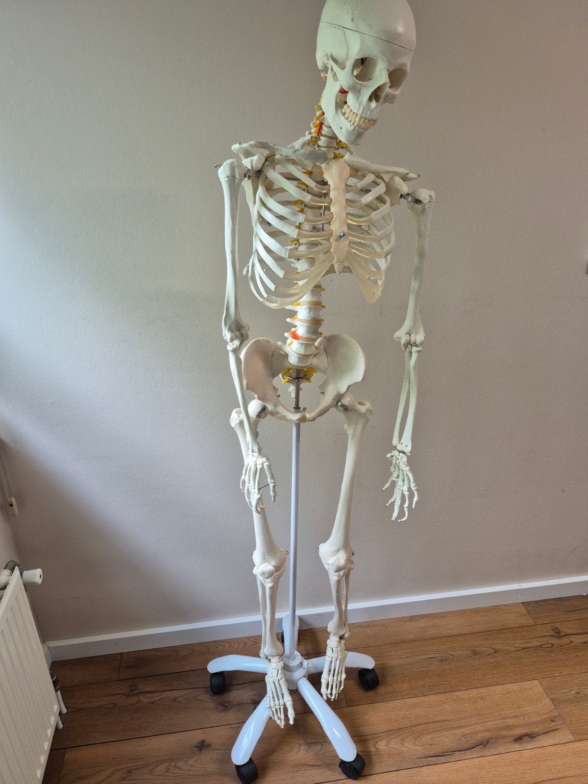 Anatomisch skelet 170cm op 5-poots statief, Ophalen