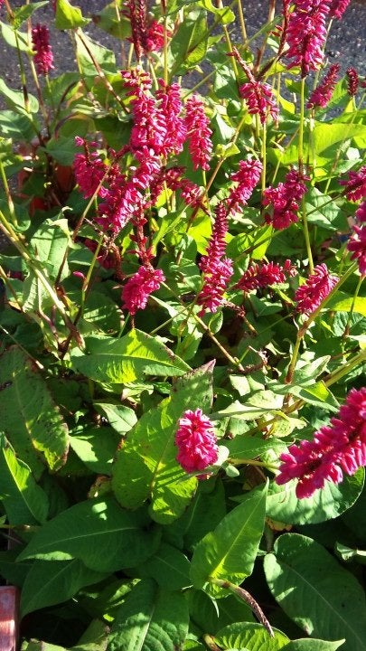 Presicaria amplexicaulis, Vaste plant, Halfschaduw, Zomer, Ophalen