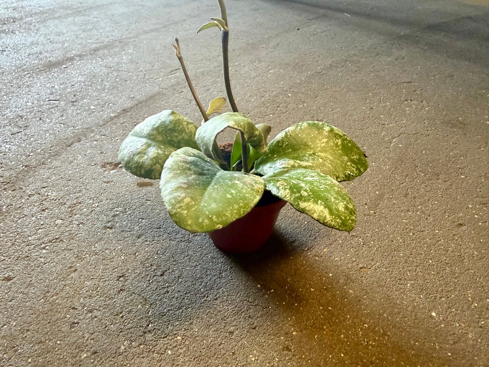 Hoya waymaniae Kapuas p9, Ophalen of Verzenden
