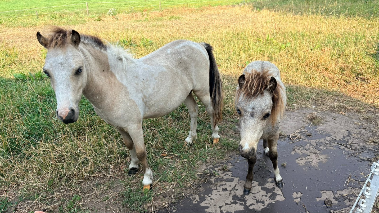 2 lieve mini shetlander hengstjes, Merrie, A pony (tot 1.17m), Ontwormd, 0 tot 2 jaar
