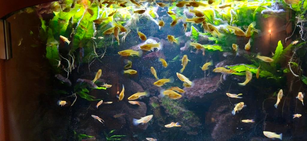 Endler guppy blond en wildkleur, Dieren en Toebehoren, Vissen | Aquariumvissen, Vis