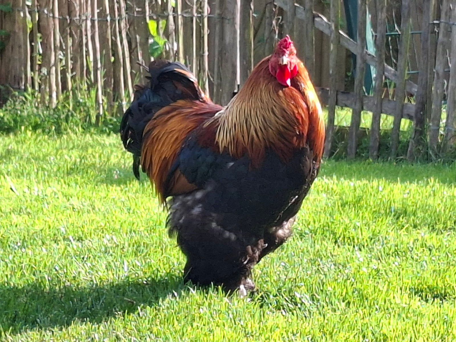 Brahma groot meerzomig patrijs, Dieren en Toebehoren, Pluimvee, Meerdere dieren, Kip