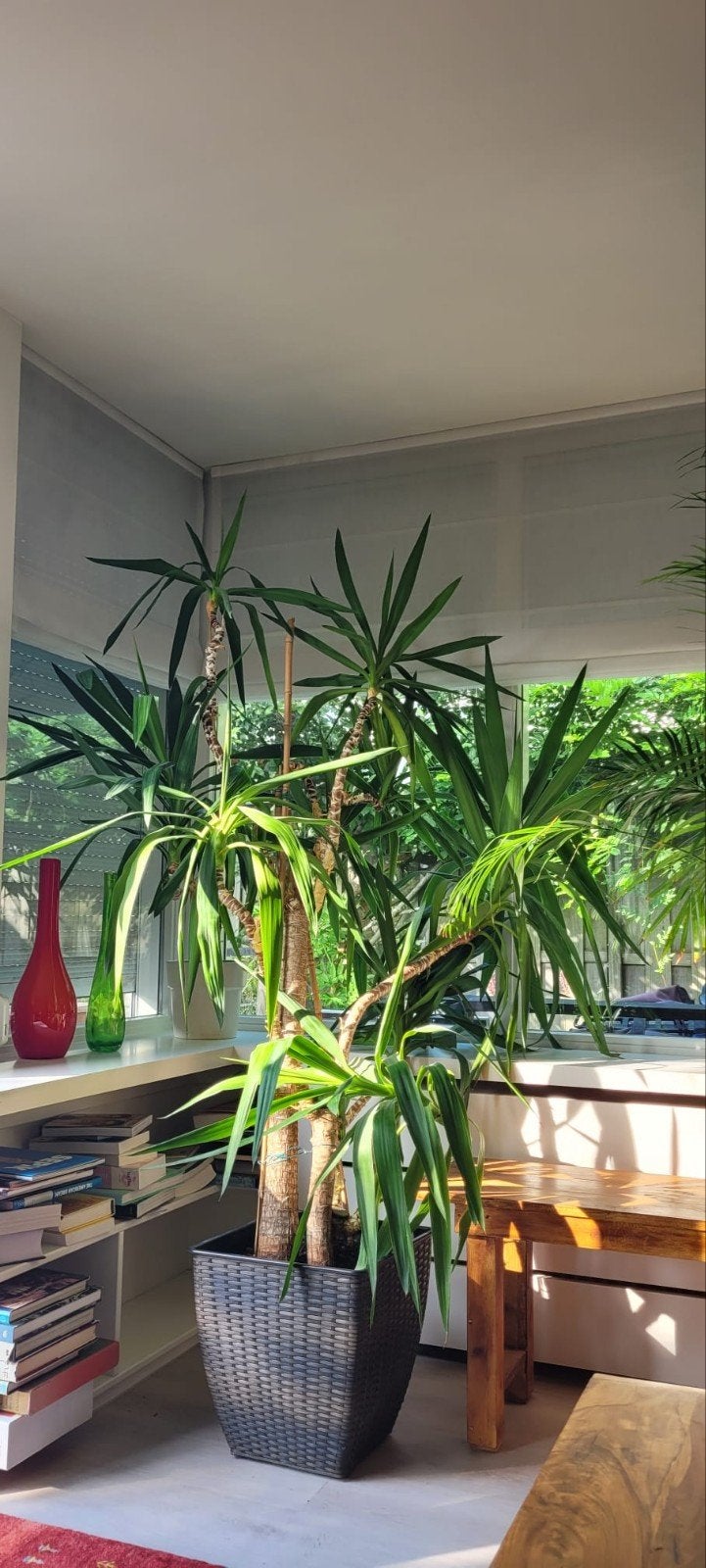 Mooie, grote Yucca kamerplant, Groene kamerplant, Ophalen, Volle zon, 200 cm of meer