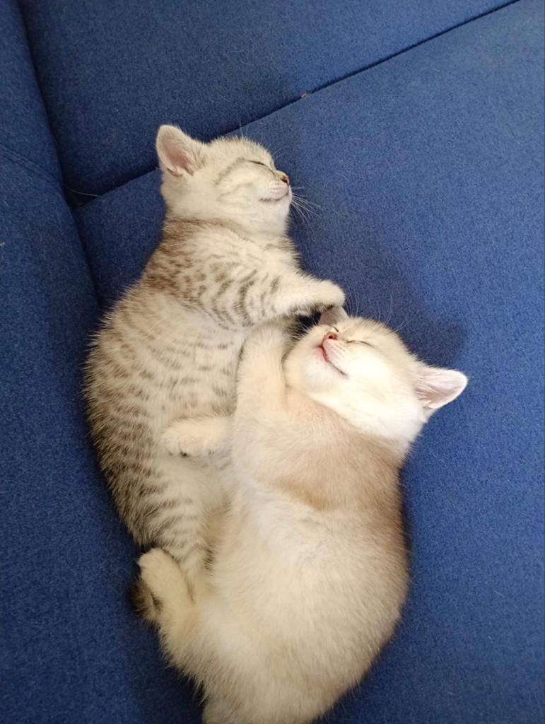 Raszuivere Britse Korthaar Kittens op 8 Juli beschikbaar., Meerdere dieren, Ontwormd
