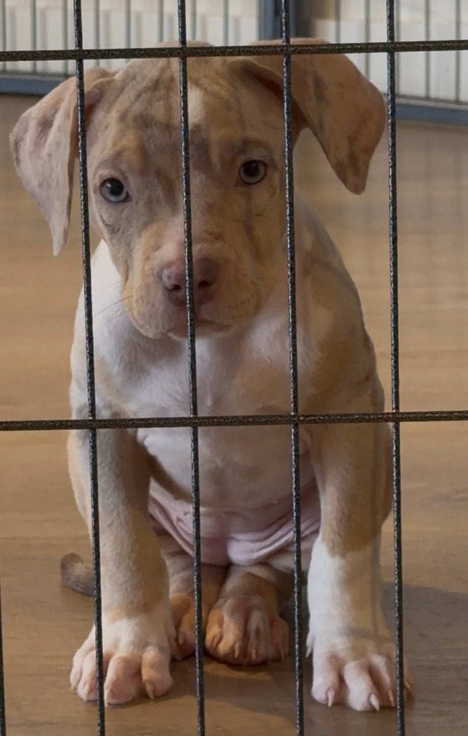 AMERICAN BULLY XL PUPPYS 10 WEKEN OUD!, 8 tot 15 weken, Bulldog, Meerdere, Meerdere dieren